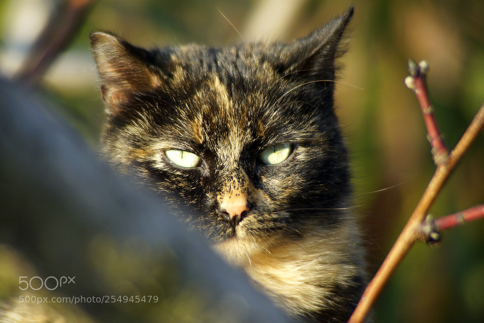 Sony SLT-A57 sample photo. Kitty photography