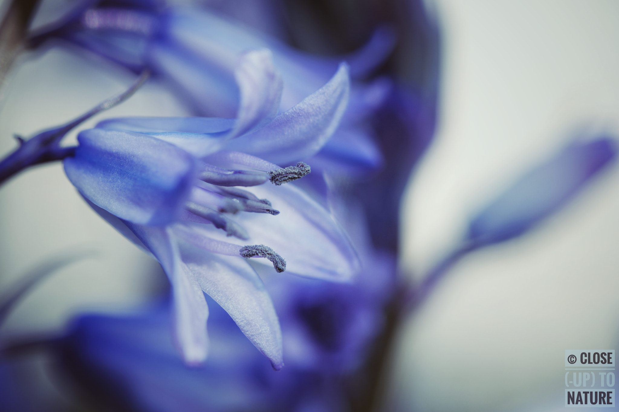 Samsung NX500 sample photo. Jacinthe des bois (4) photography