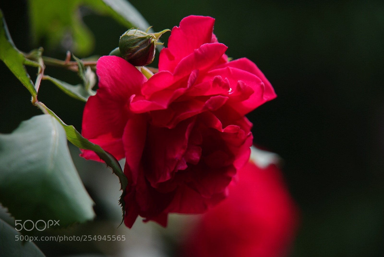 Sony a7 II sample photo. Untitled photography