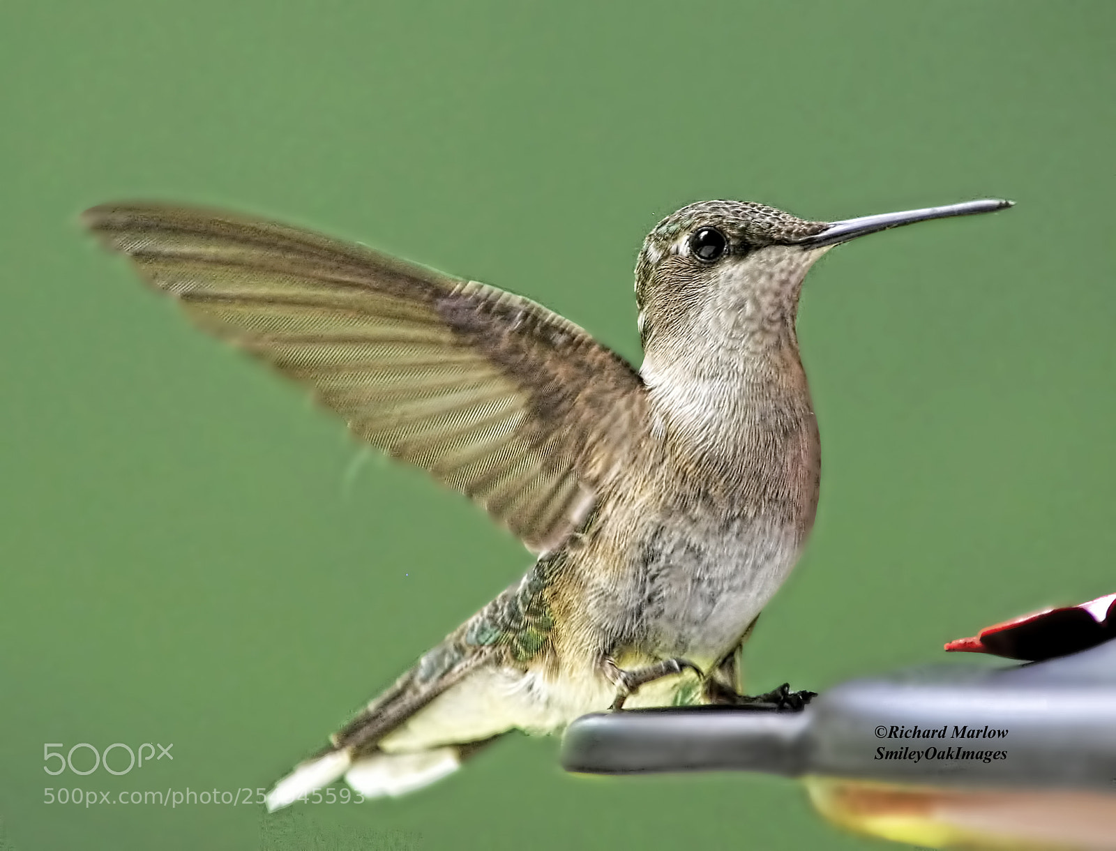 Nikon D5000 sample photo. Hummingbird photography