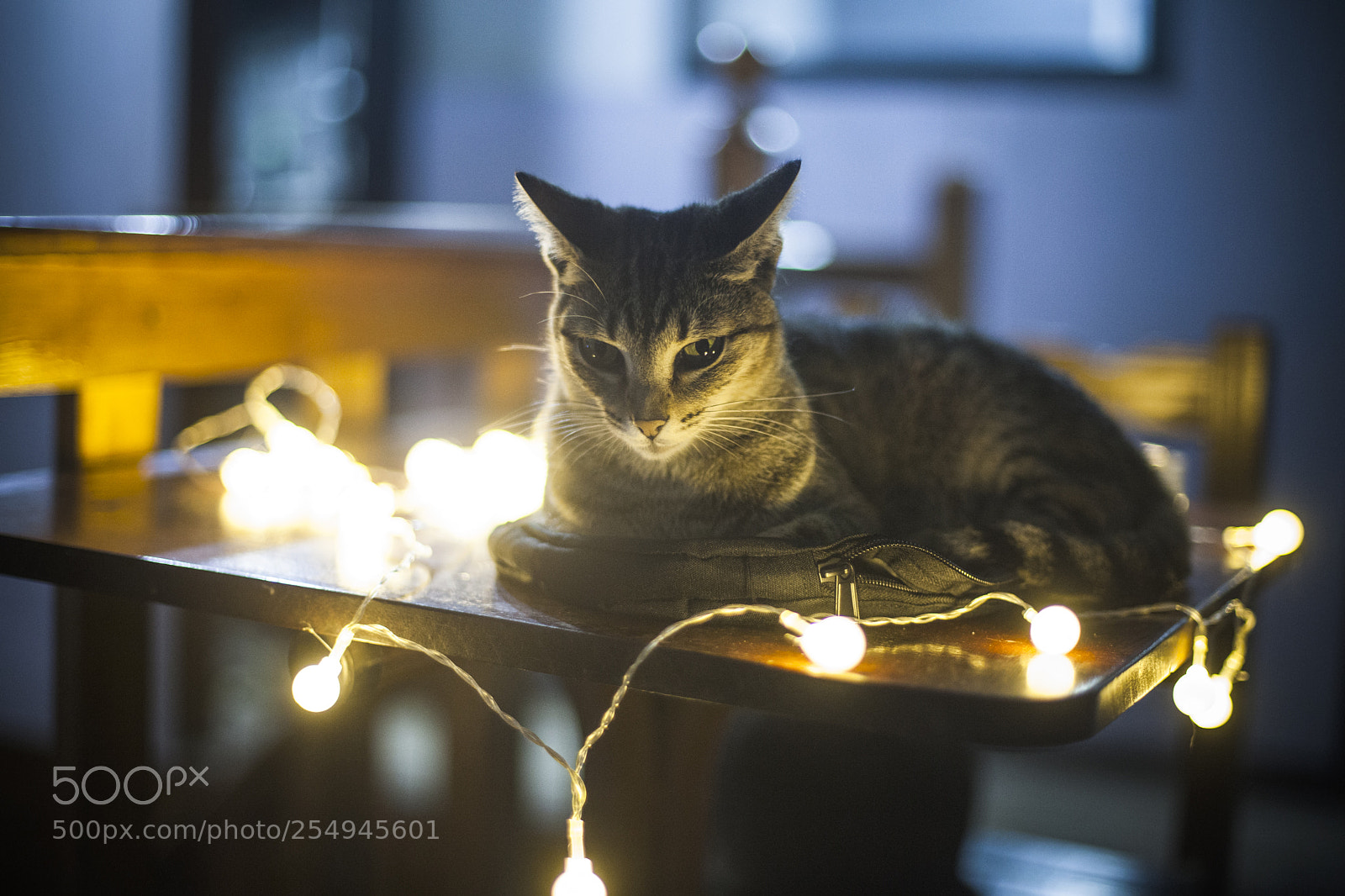 Canon EOS 5D Mark II sample photo. Susi photography