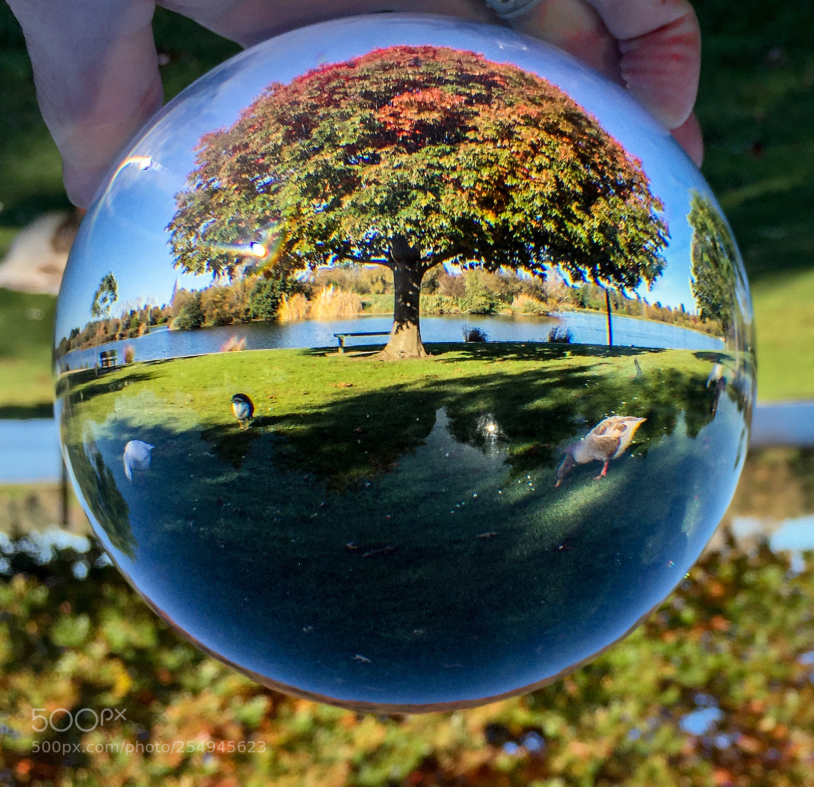 Apple iPhone 6 Plus sample photo. Lake view through a photography