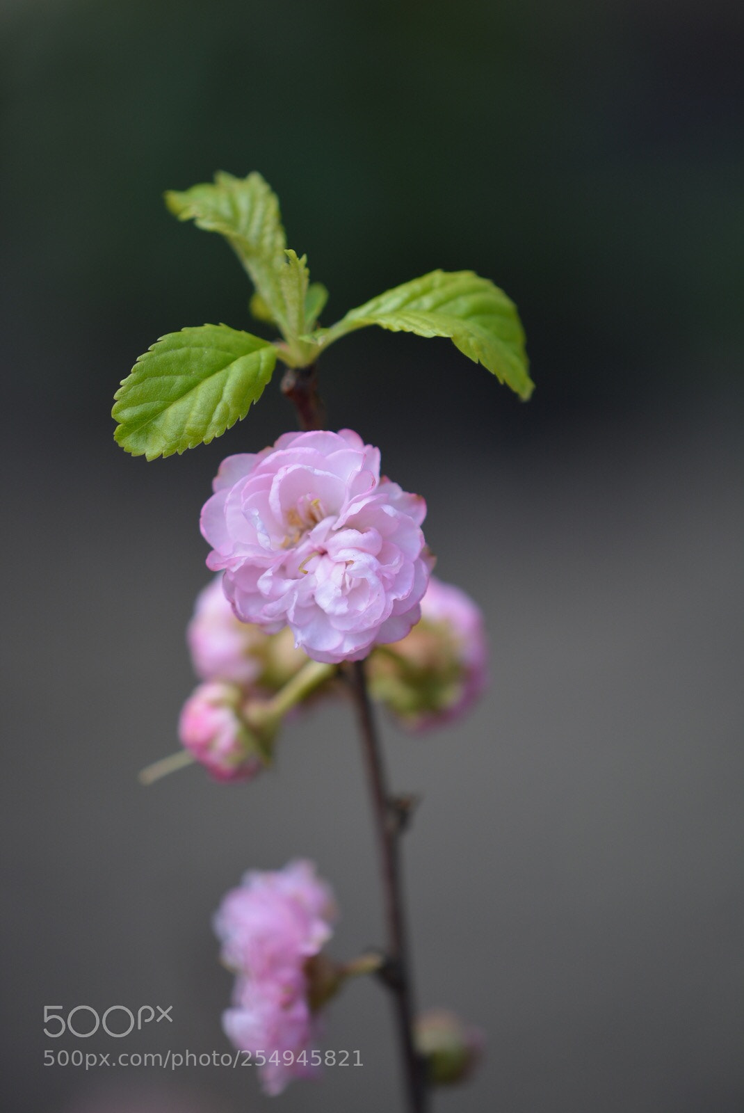 Nikon D5200 sample photo. Spring photography