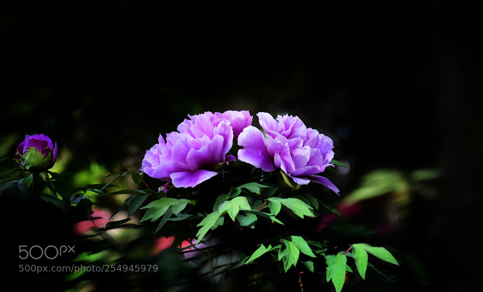 Nikon D3300 sample photo. Peony (4) photography