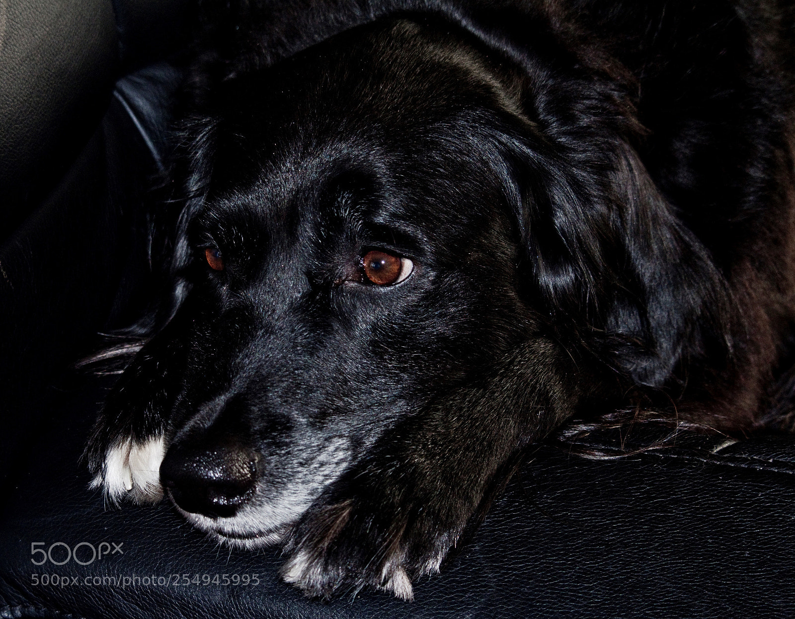Canon EOS 70D sample photo. Photobob photography