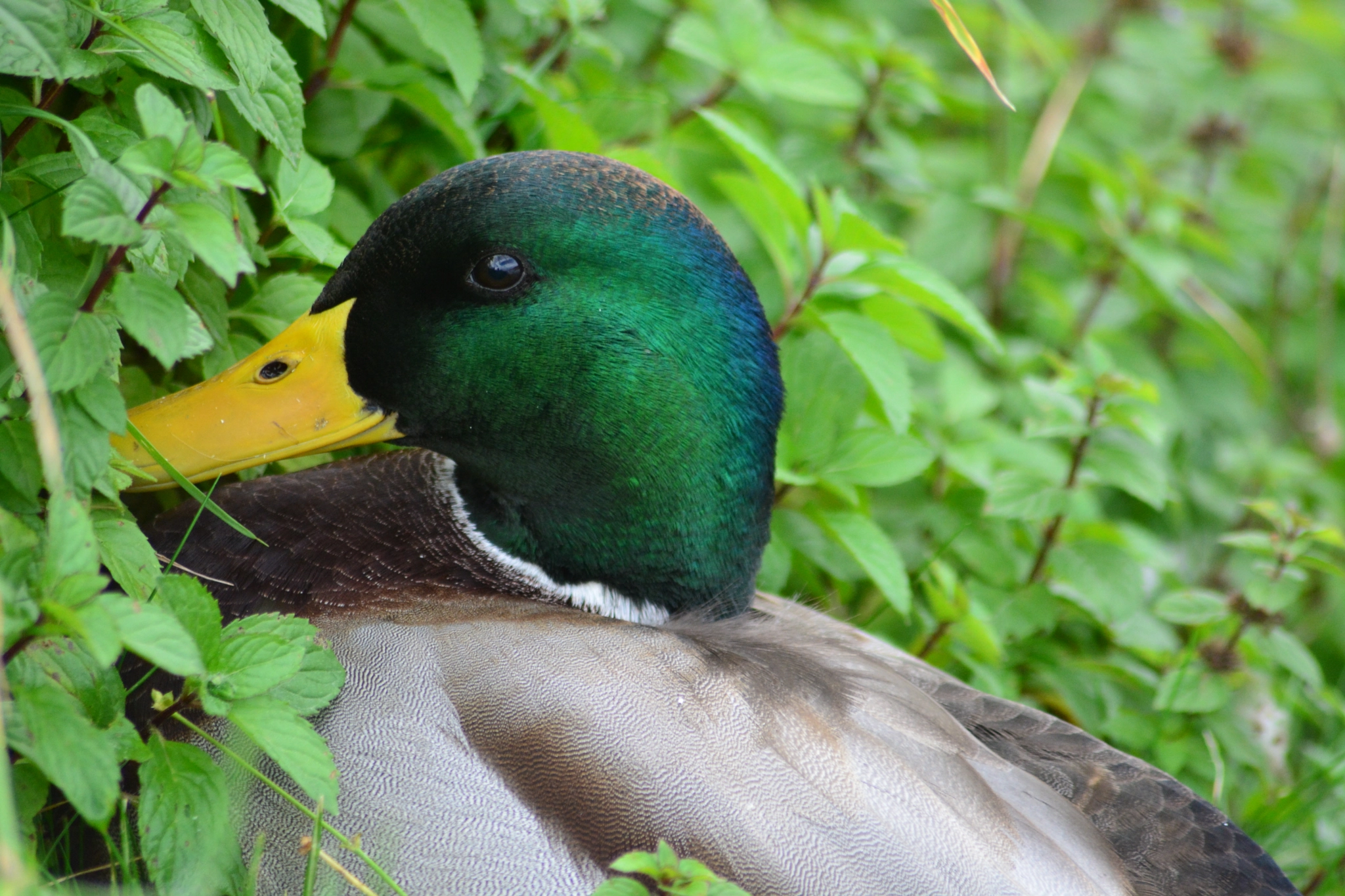 Nikon D5200 sample photo. Male duck photography