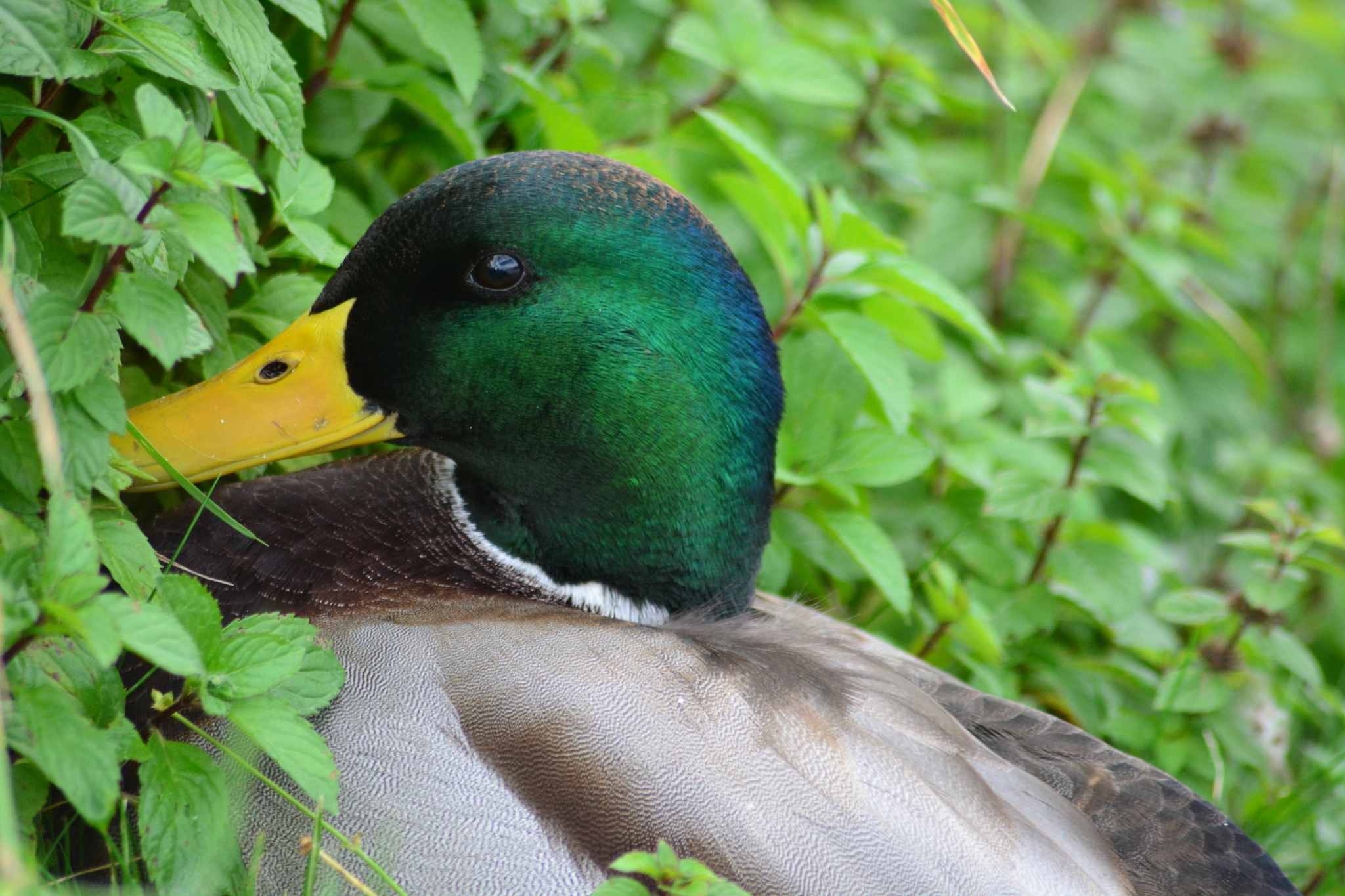 Nikon D5200 + Sigma 70-300mm F4-5.6 APO DG Macro sample photo. Male duck photography