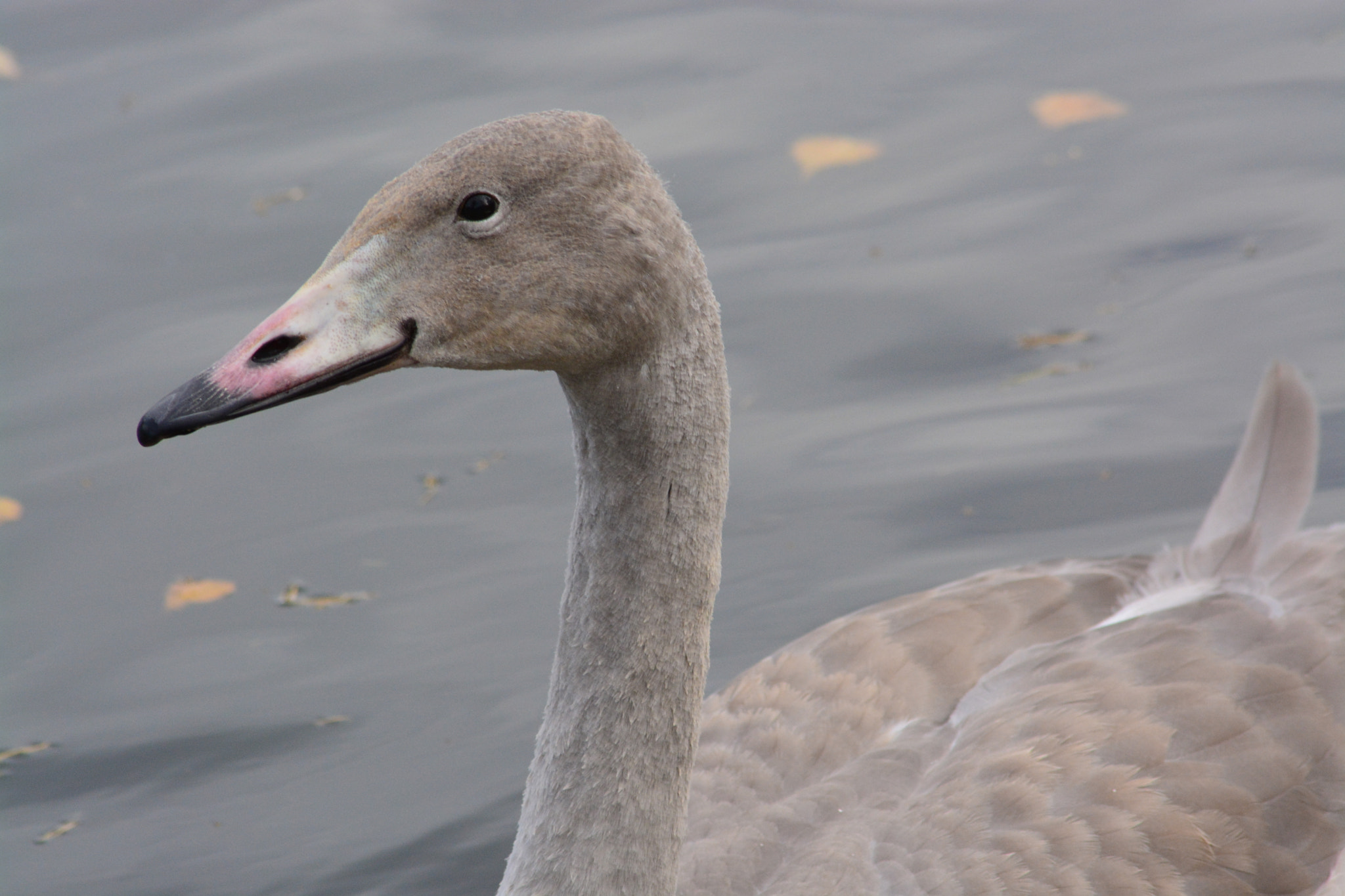 Nikon D5200 + Sigma 70-300mm F4-5.6 APO DG Macro sample photo. Young swan photography