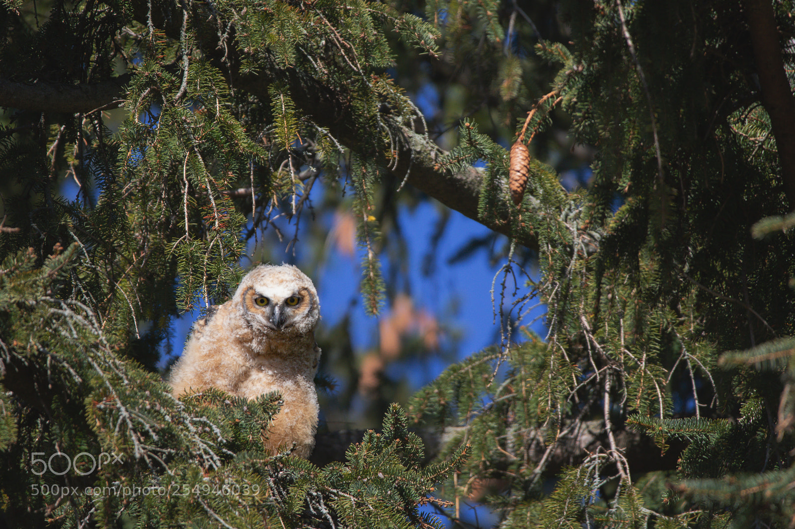 Nikon D7200 sample photo. Great horned owl baby 02 2018 photography