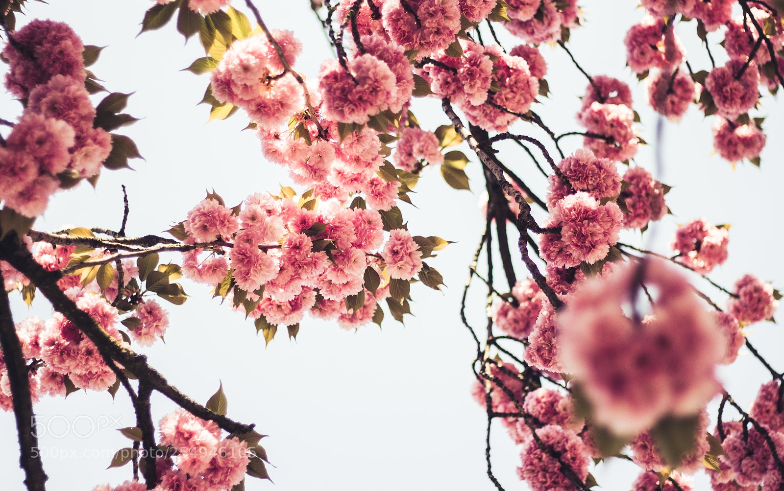 Canon EOS 700D (EOS Rebel T5i / EOS Kiss X7i) sample photo. Urban blossom photography