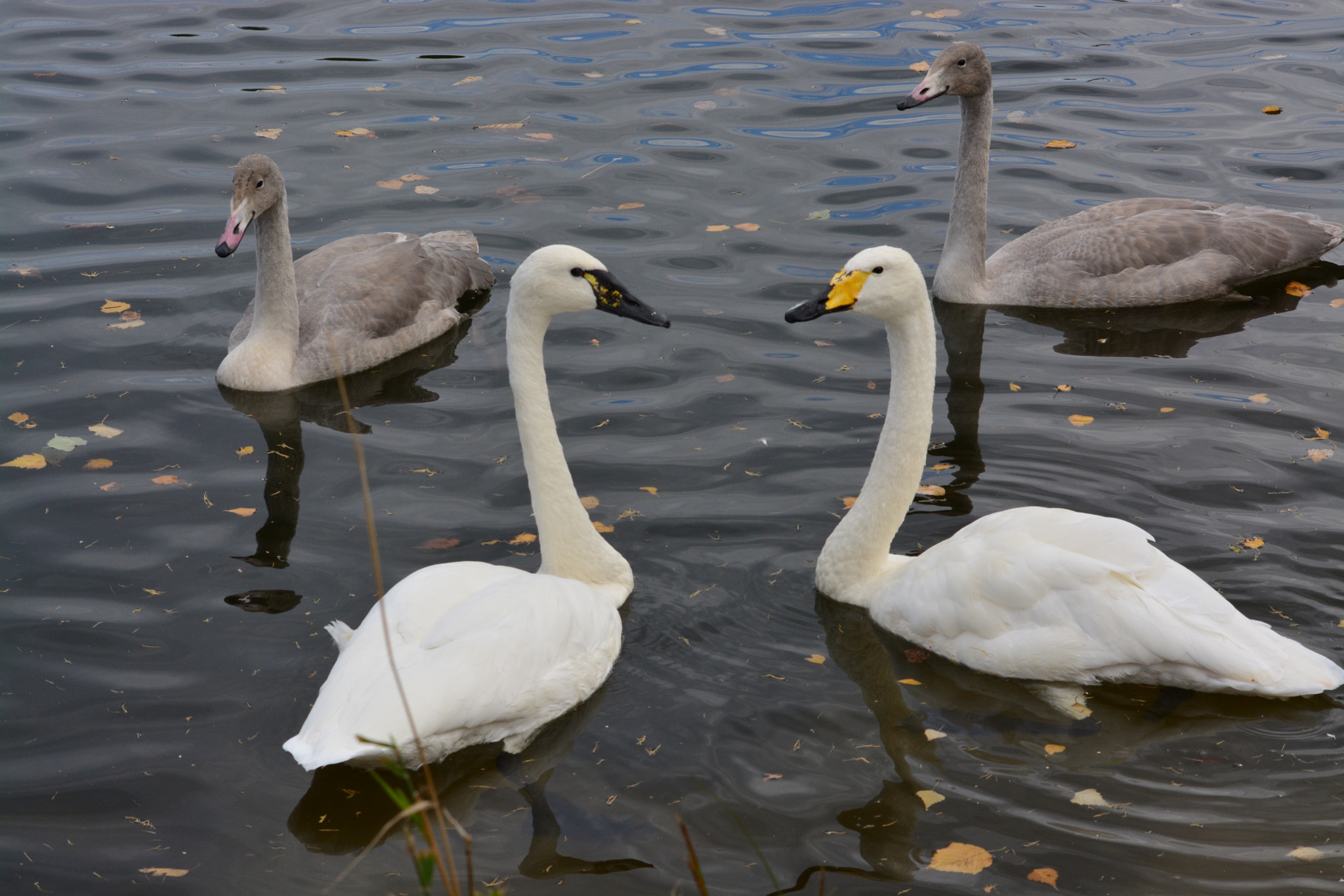 Nikon D5200 sample photo. Family of swans photography