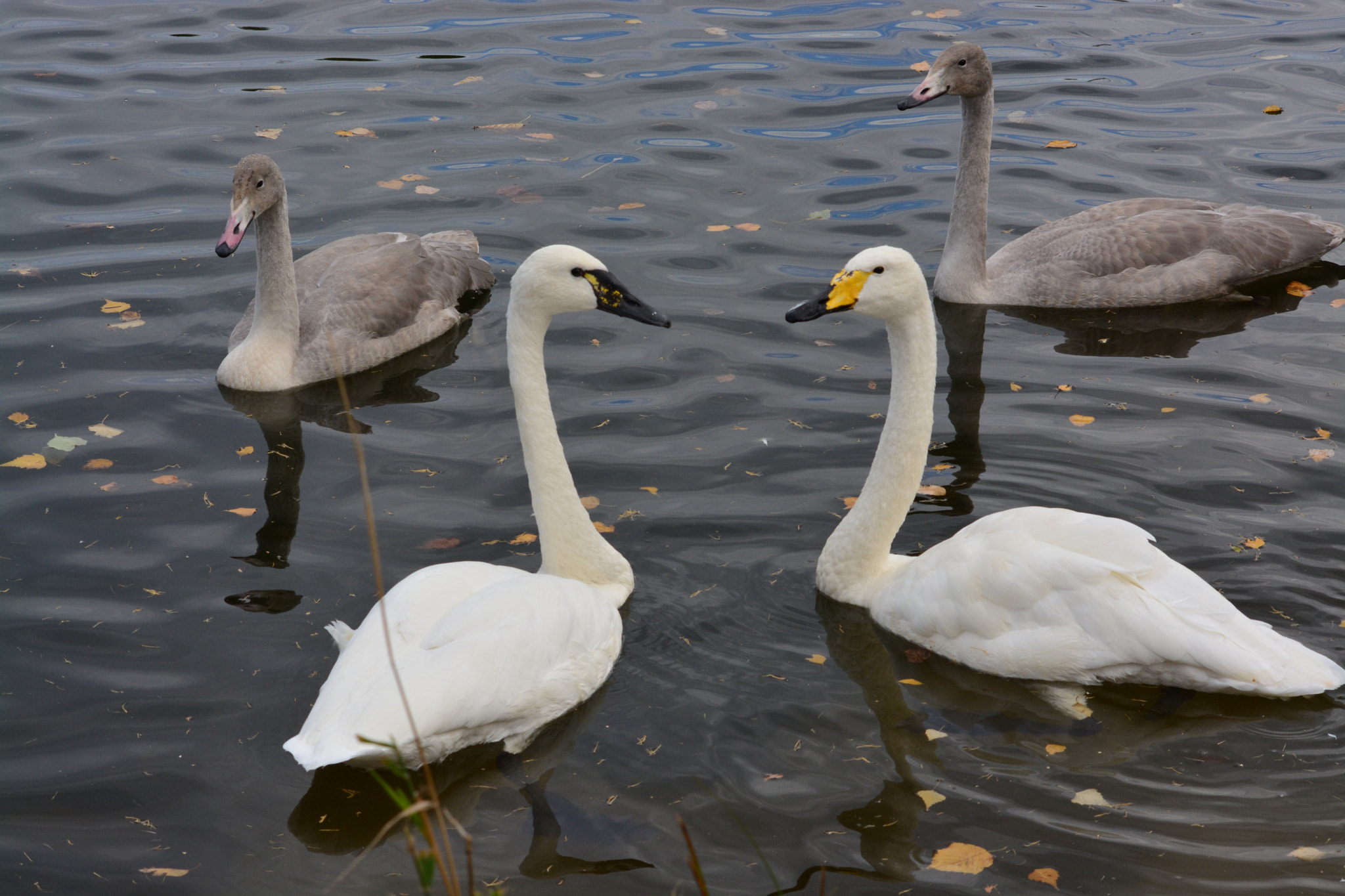 Nikon D5200 + Sigma 70-300mm F4-5.6 APO DG Macro sample photo. Family of swans photography