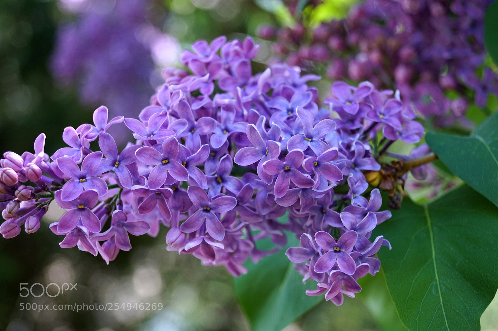 Sony SLT-A68 sample photo. Lilac photography