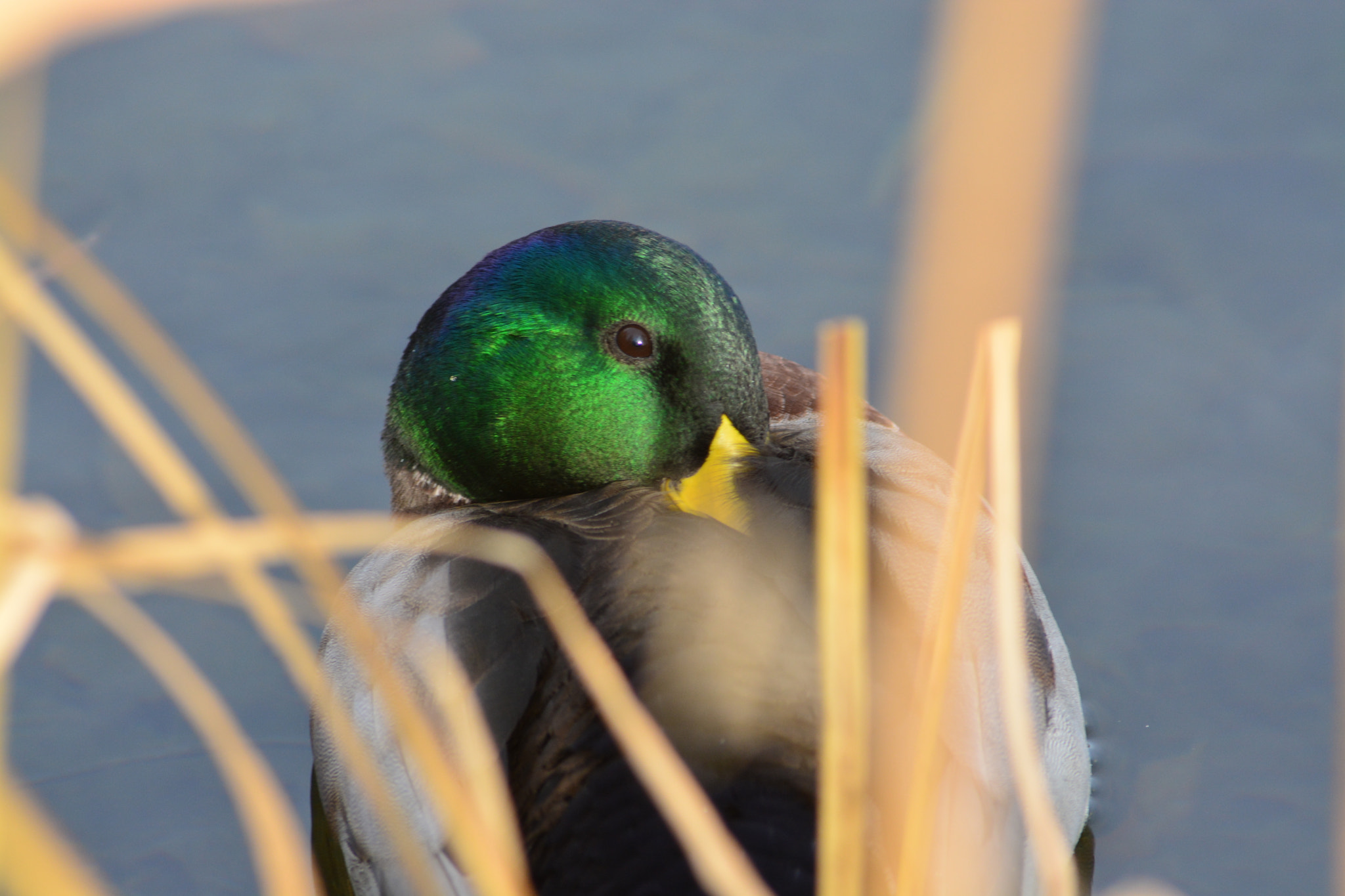 Nikon D5200 sample photo. Male duck photography