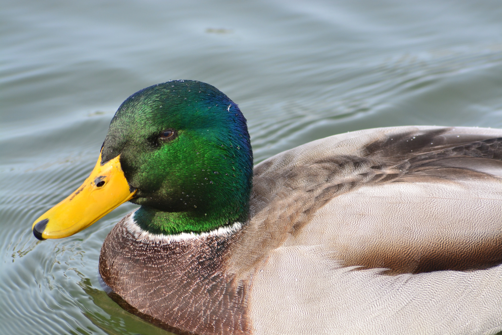 Nikon D5200 + Sigma 70-300mm F4-5.6 APO DG Macro sample photo. Male duck photography