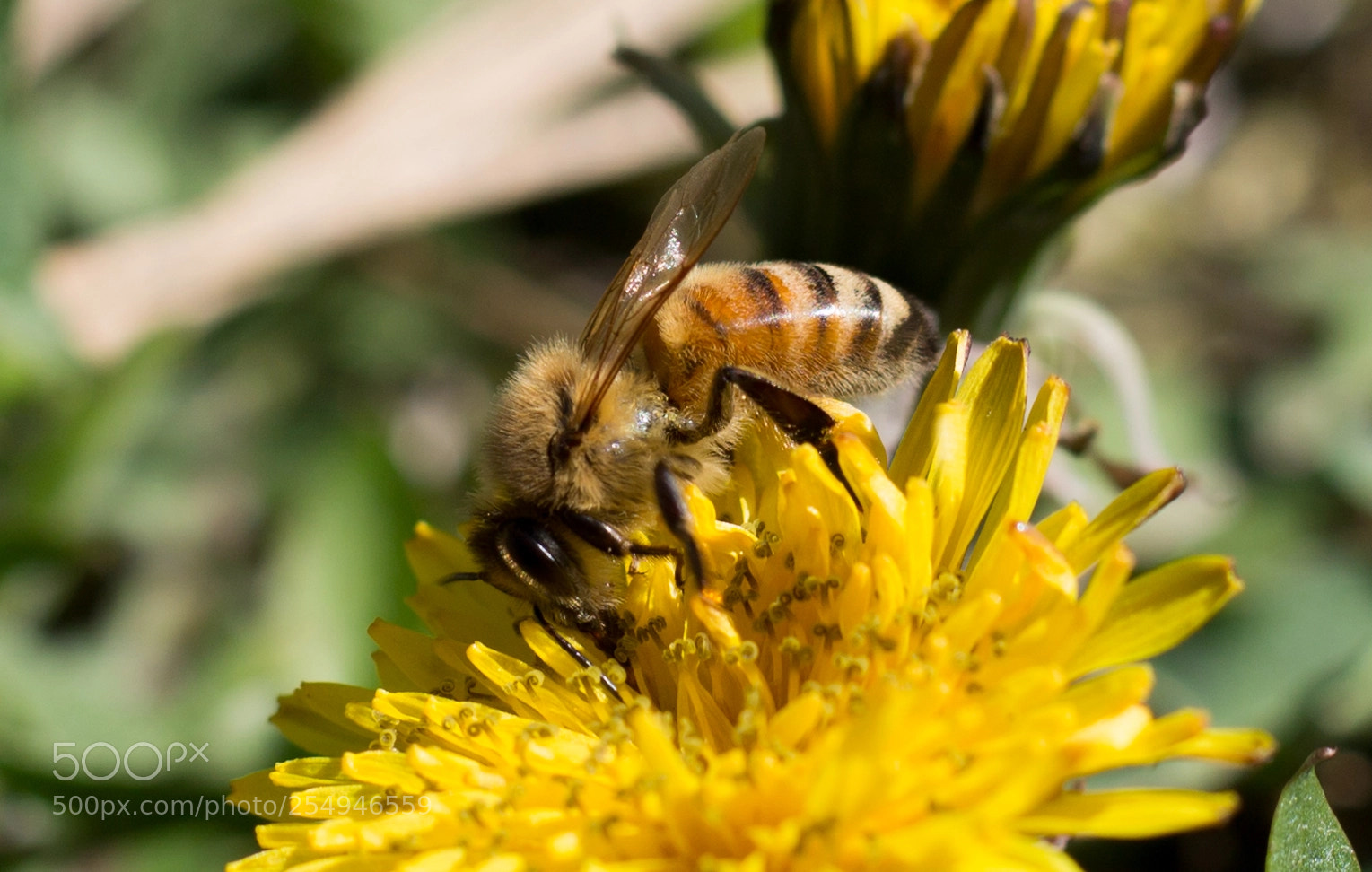 Canon EOS 1100D (EOS Rebel T3 / EOS Kiss X50) sample photo. Honey bee photography