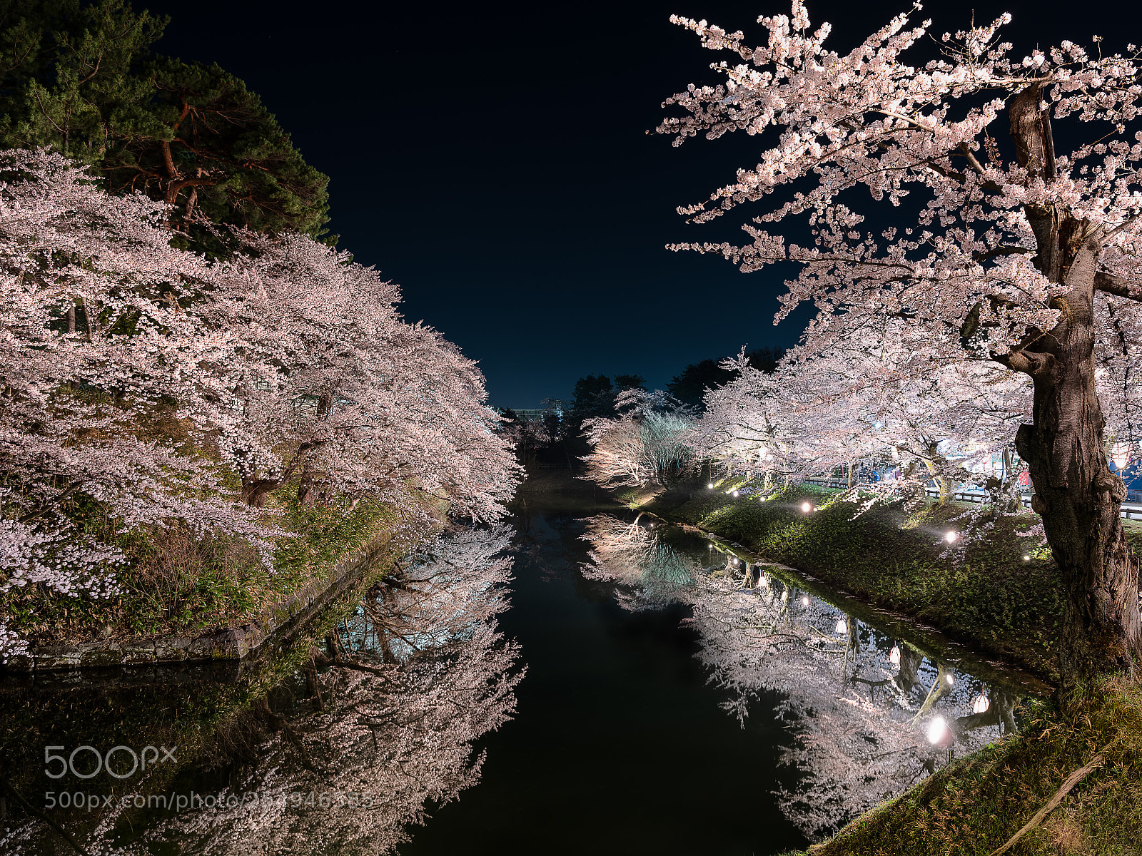 Fujifilm GFX 50S sample photo. Full bloom photography