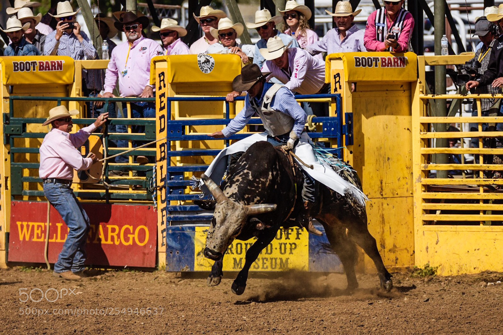 Nikon D7200 sample photo. Bull riding  photography