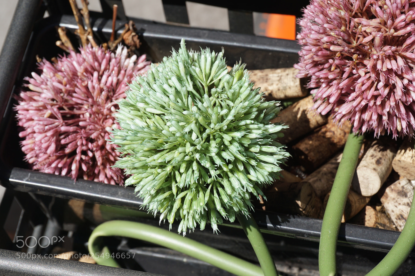 Sony a6000 sample photo. Flower photography