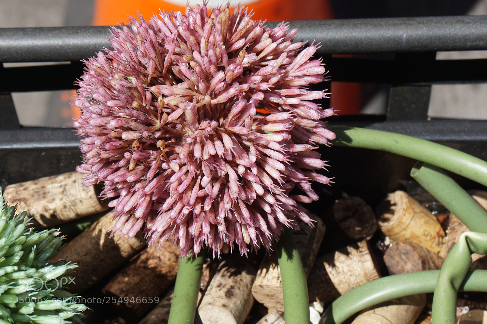 Sony a6000 sample photo. Flower photography
