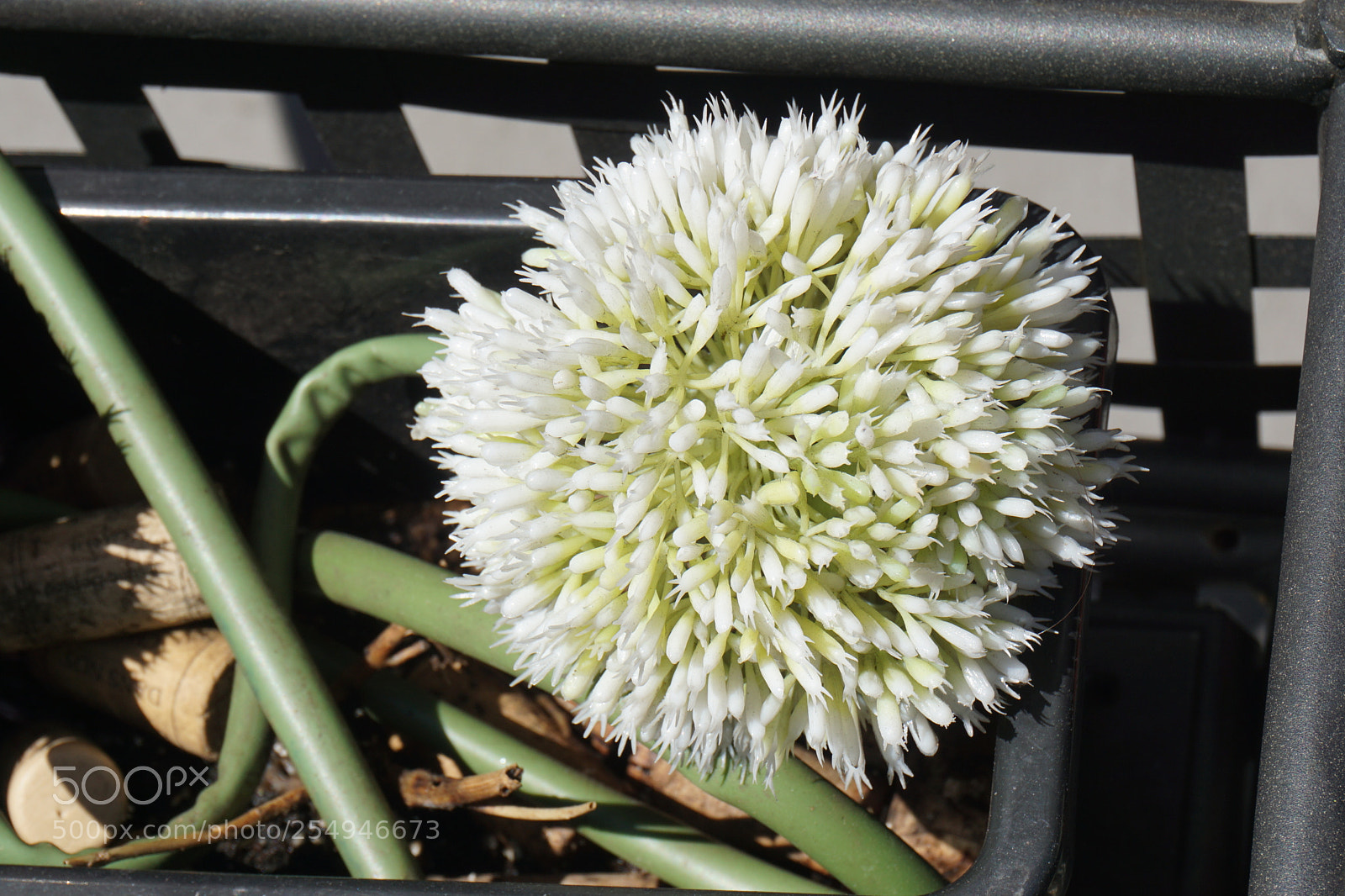 Sony a6000 sample photo. Flower photography