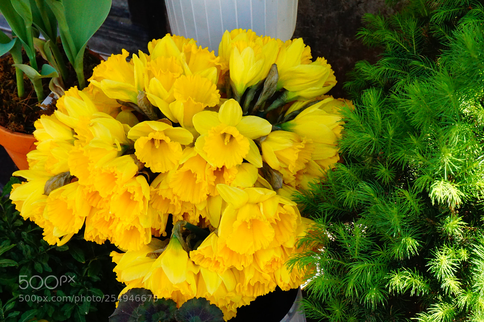 Sony a6000 sample photo. Flower photography