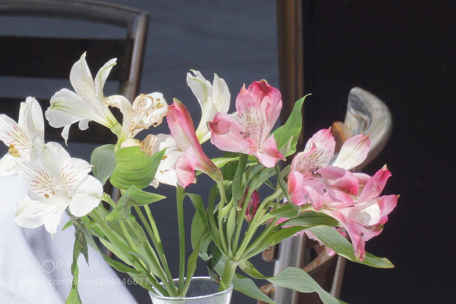 Sony a6000 sample photo. Flower photography