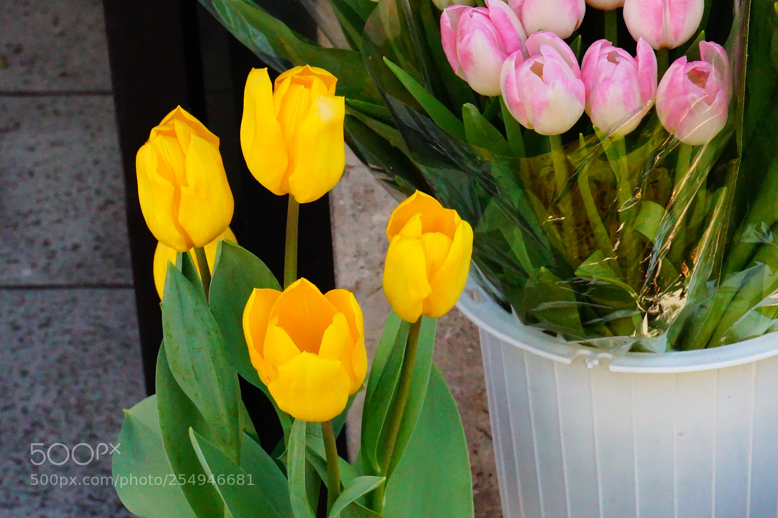 Sony a6000 sample photo. Flower photography