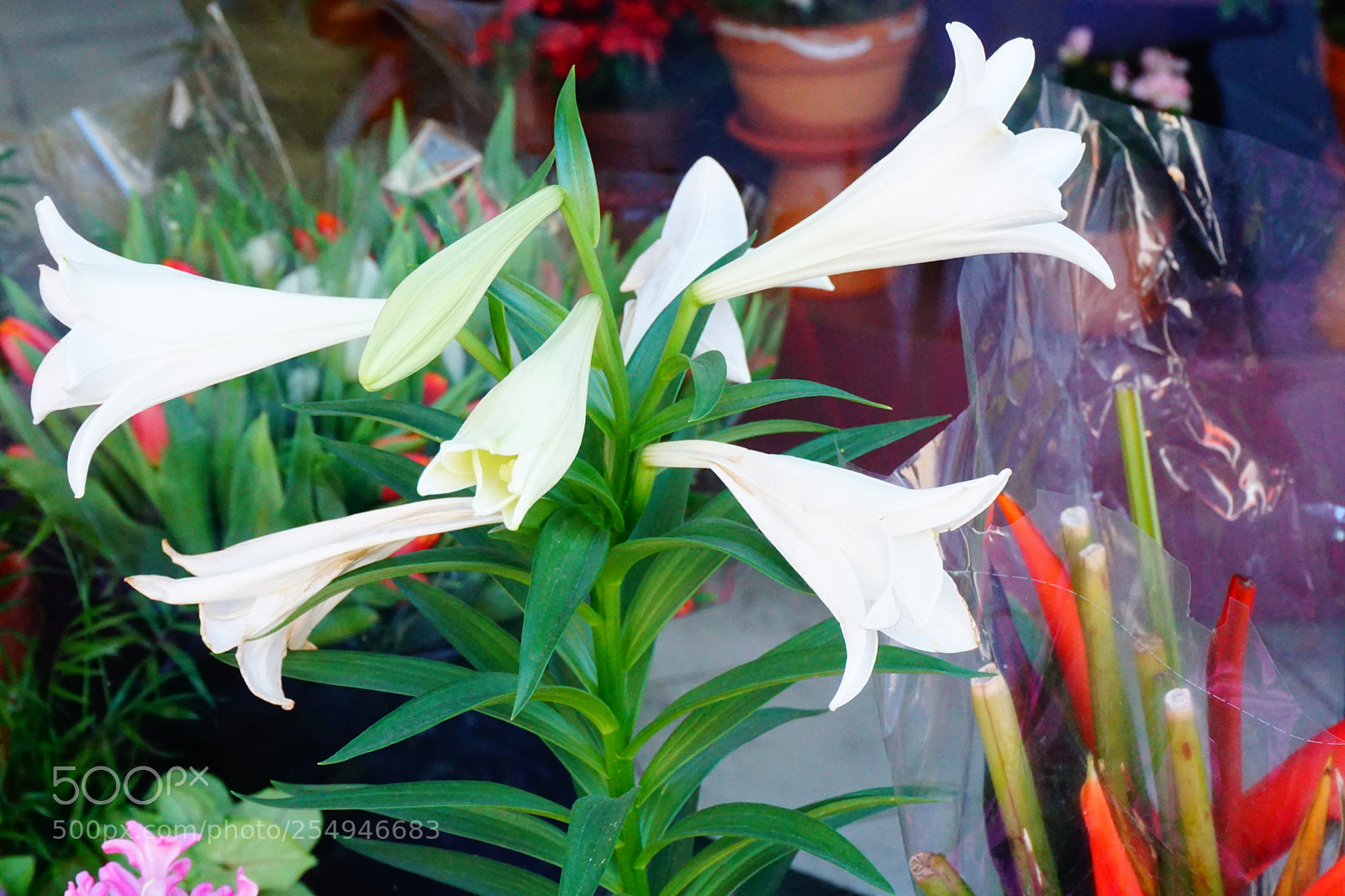 Sony a6000 sample photo. Flower photography