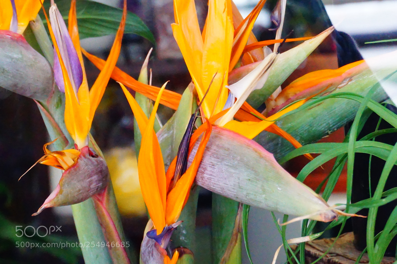 Sony a6000 sample photo. Flower photography
