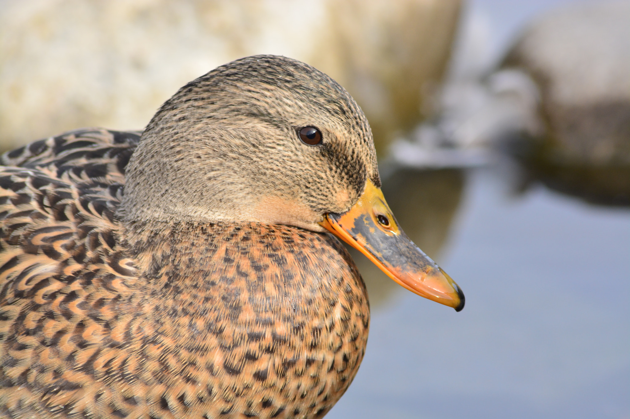 Nikon D5200 + Sigma 70-300mm F4-5.6 APO DG Macro sample photo. Female duck photography