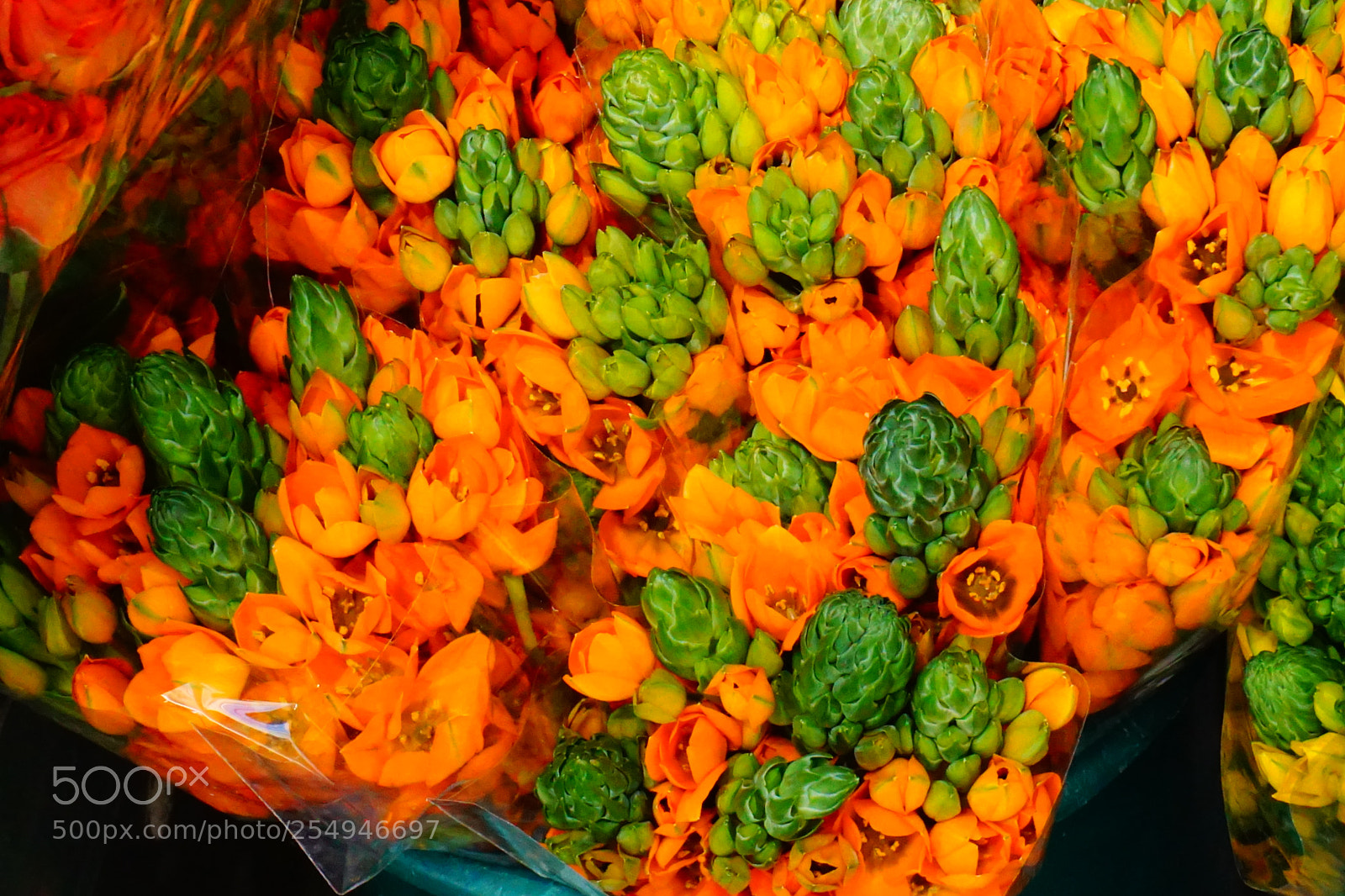 Sony a6000 sample photo. Flower photography