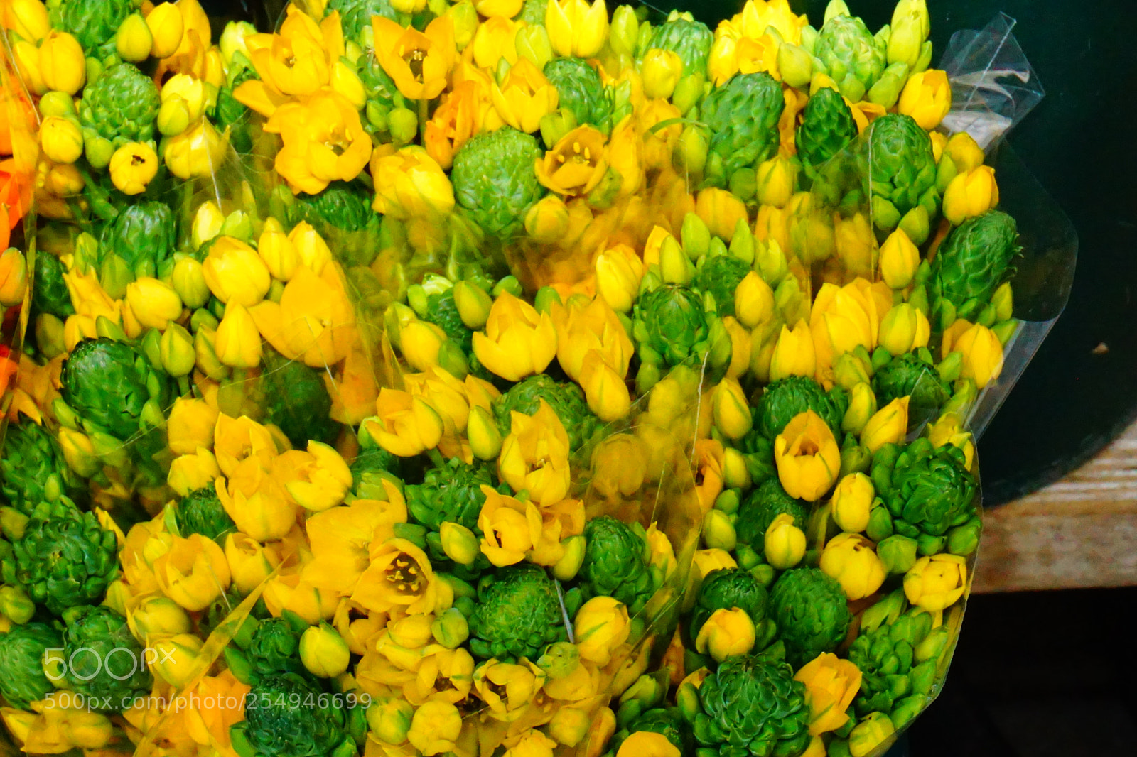 Sony a6000 sample photo. Flower photography