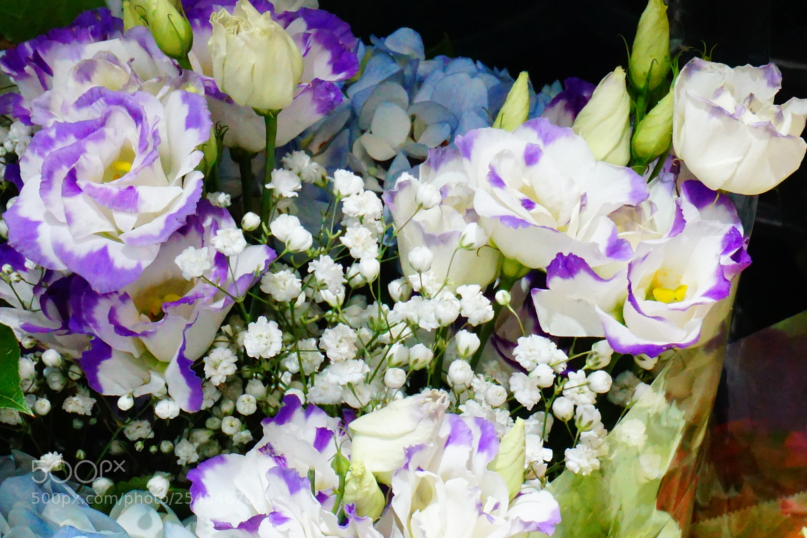 Sony a6000 sample photo. Flower photography