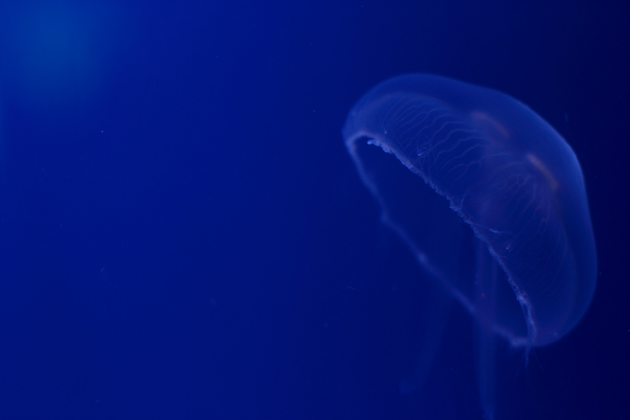 Canon EOS 1100D (EOS Rebel T3 / EOS Kiss X50) + Canon EF 50mm F1.8 STM sample photo. Blue jellyfish photography