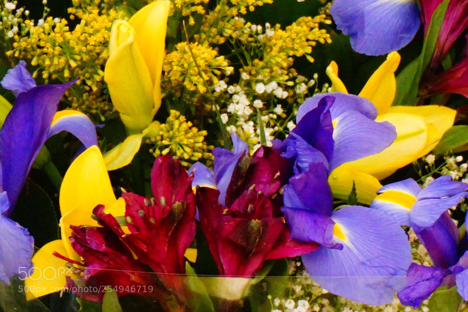 Sony a6000 sample photo. Flower photography