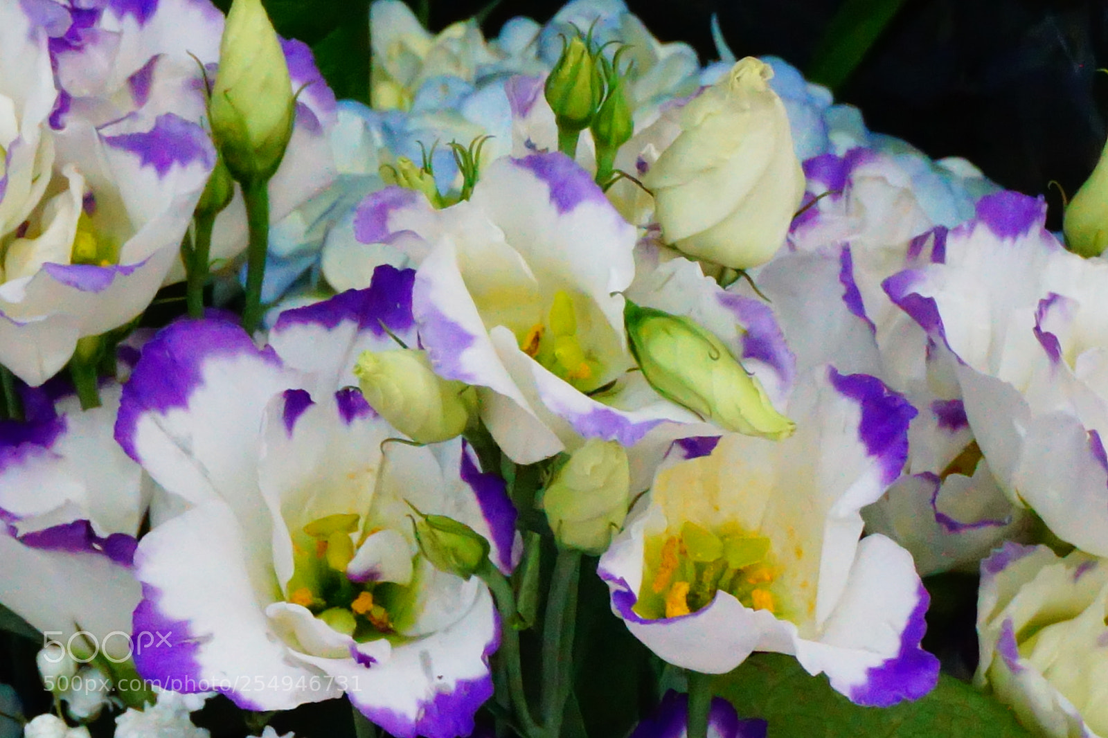 Sony a6000 sample photo. Flower photography