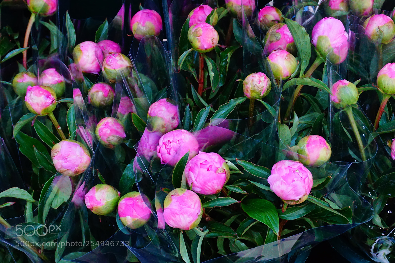 Sony a6000 sample photo. Flower photography