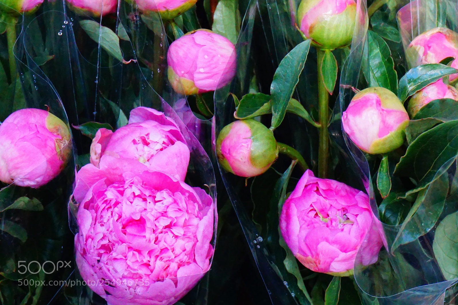 Sony a6000 sample photo. Flower photography