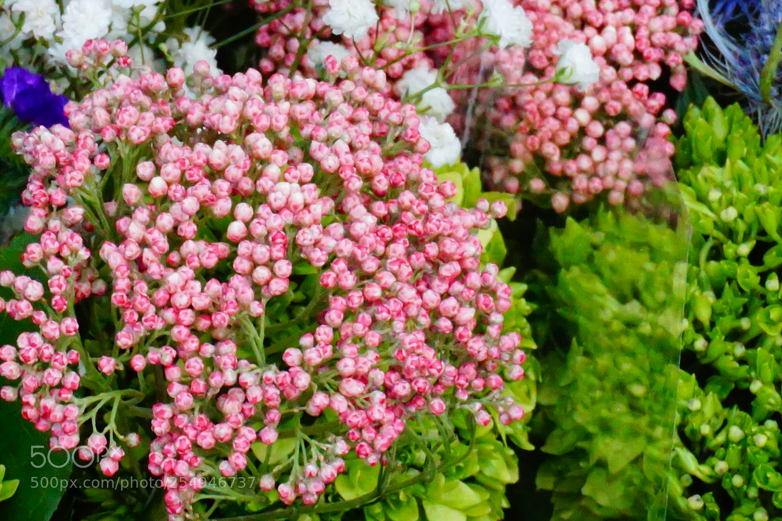 Sony a6000 sample photo. Flower photography
