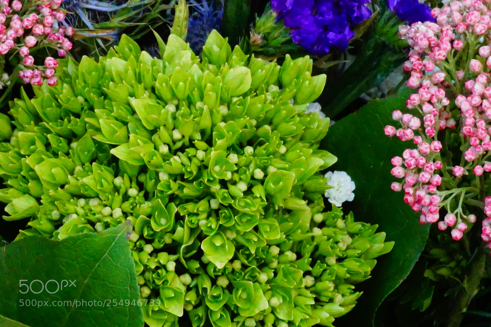 Sony a6000 sample photo. Flower photography