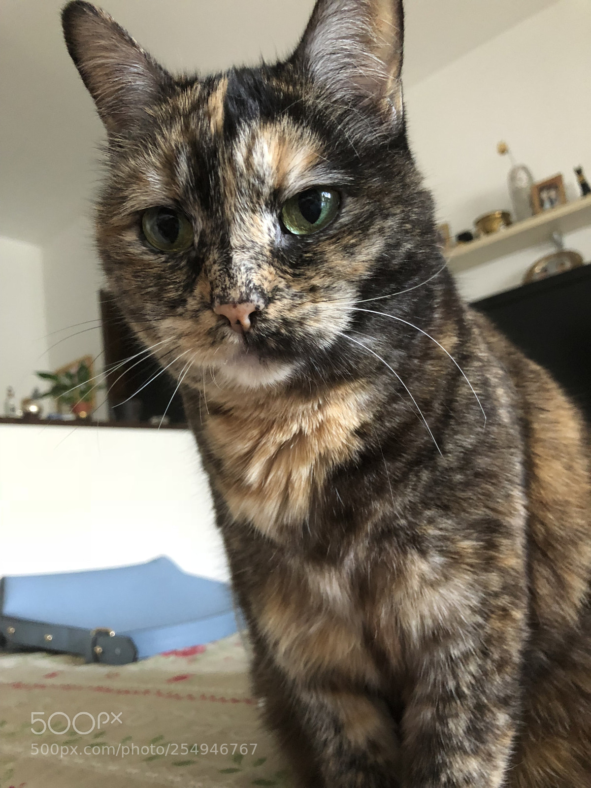 Apple iPhone X sample photo. Elina photography