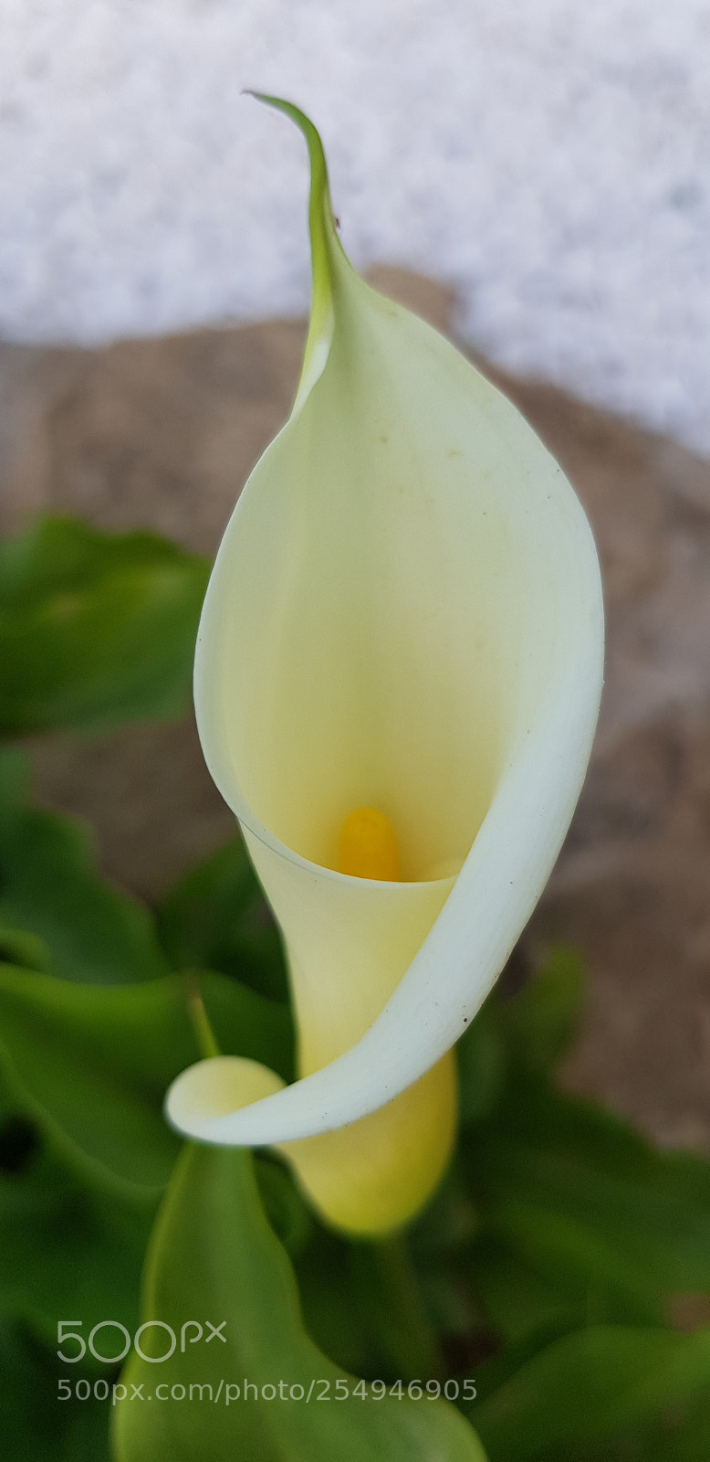 Samsung Galaxy S8 sample photo. More flower photography