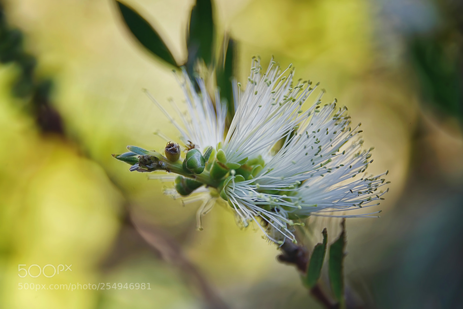 Nikon D800E sample photo. White anzac photography