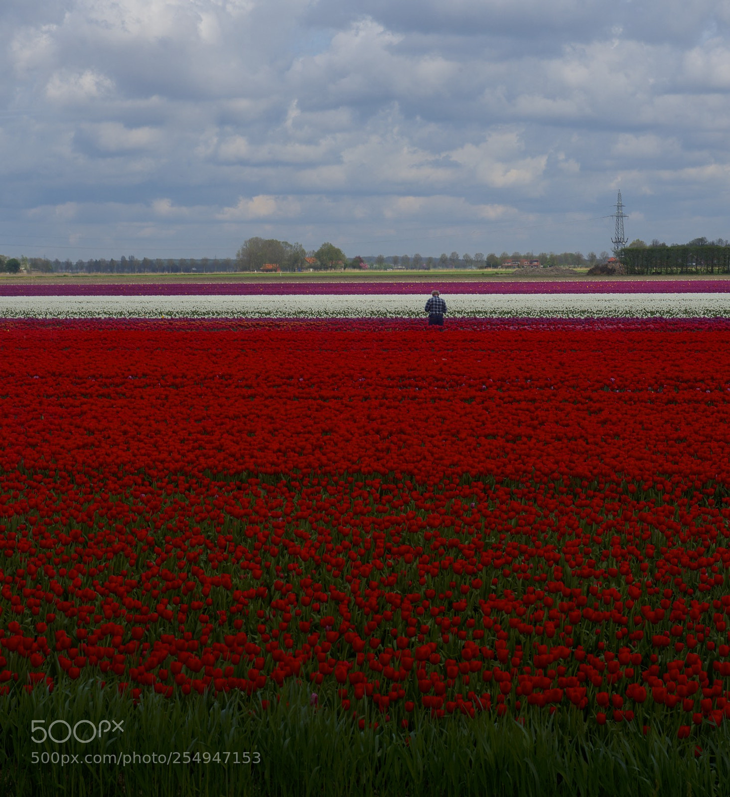 Nikon D4 sample photo. Tulips photography