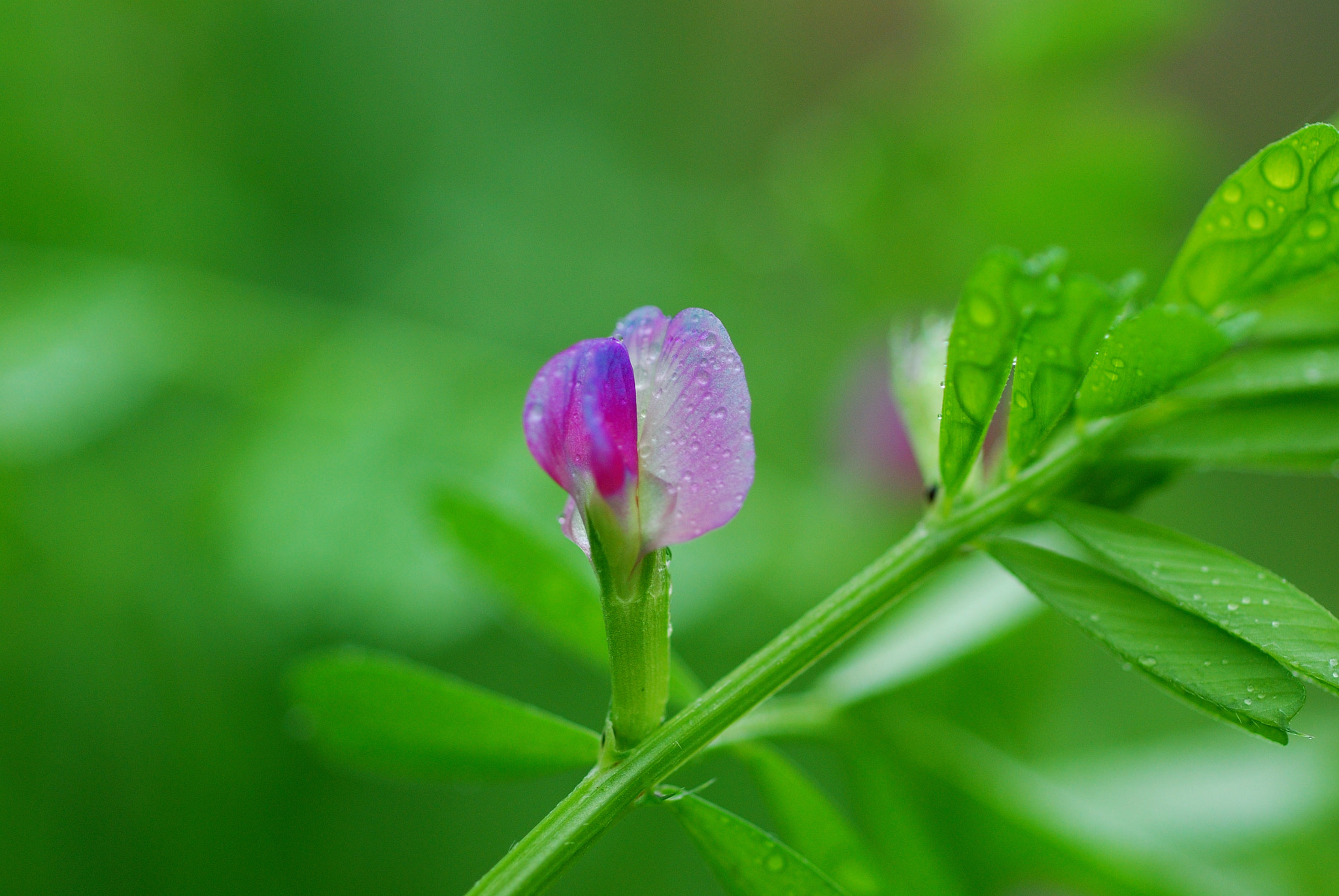 Nikon AF Micro-Nikkor 60mm F2.8D sample photo