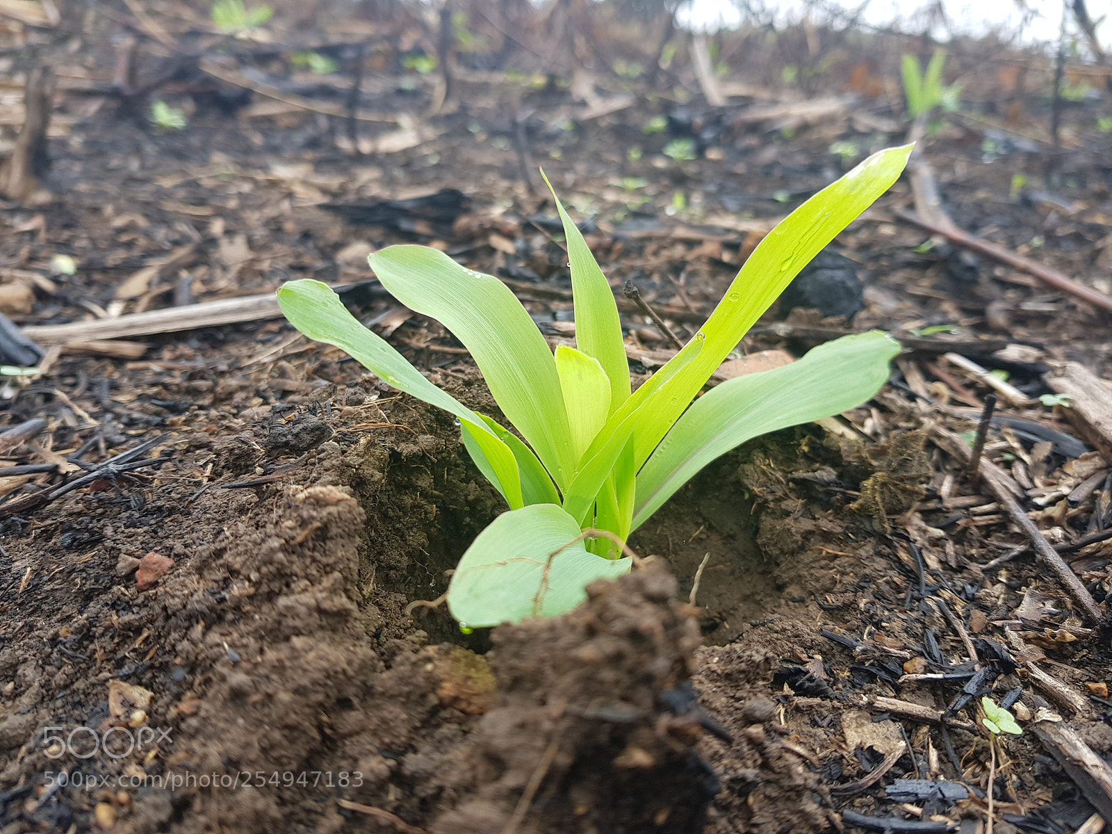 Samsung Galaxy S8+ sample photo. Milpa photography