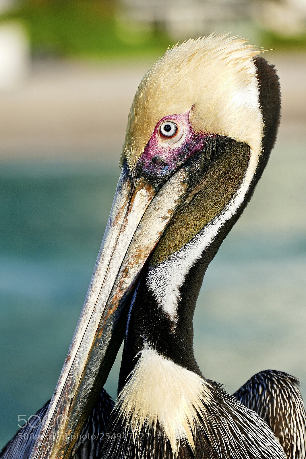 Panasonic Lumix DMC-FZ1000 sample photo. Pelican profile photography