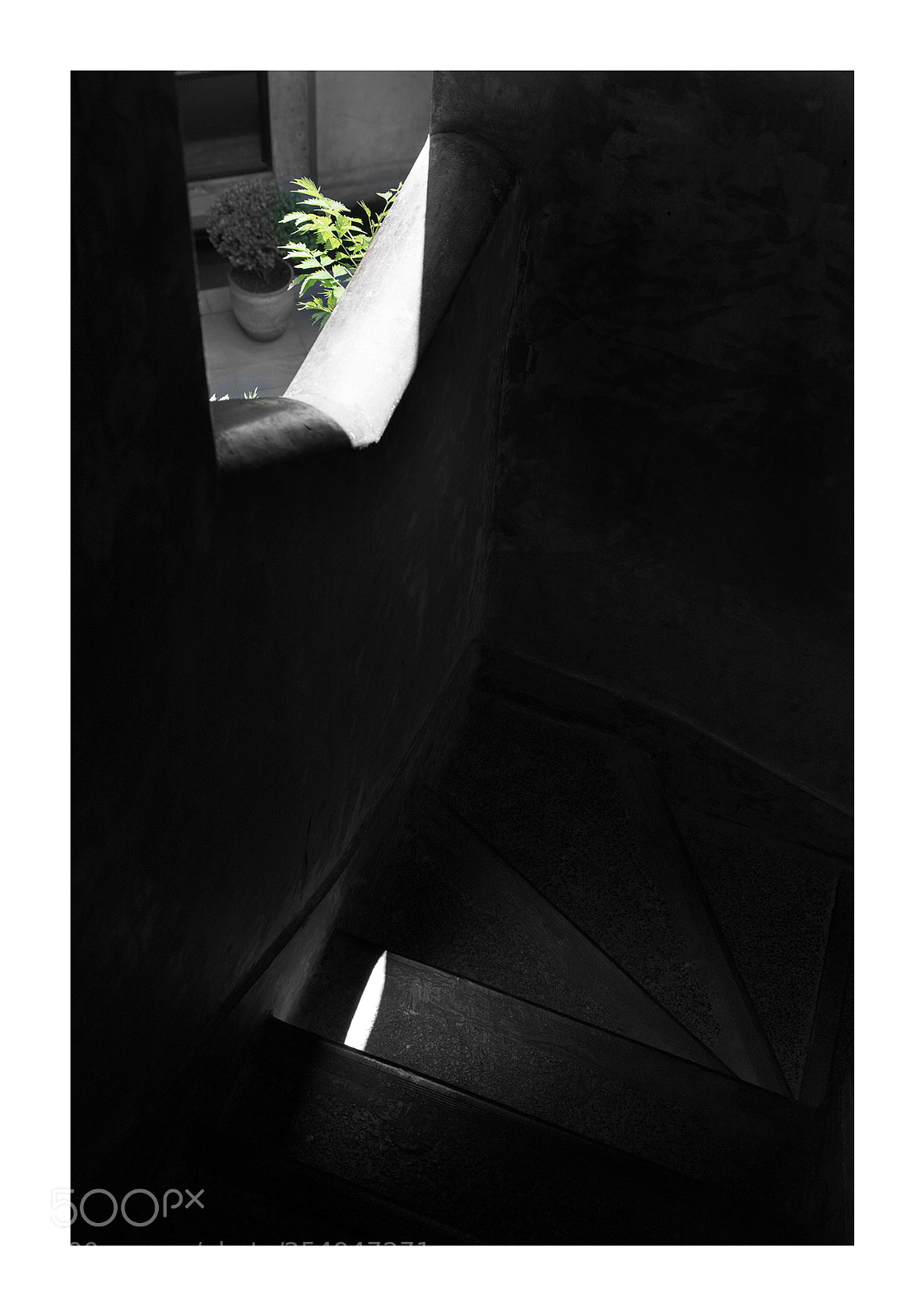 Canon EOS 5D Mark IV sample photo. 绿叶 photography