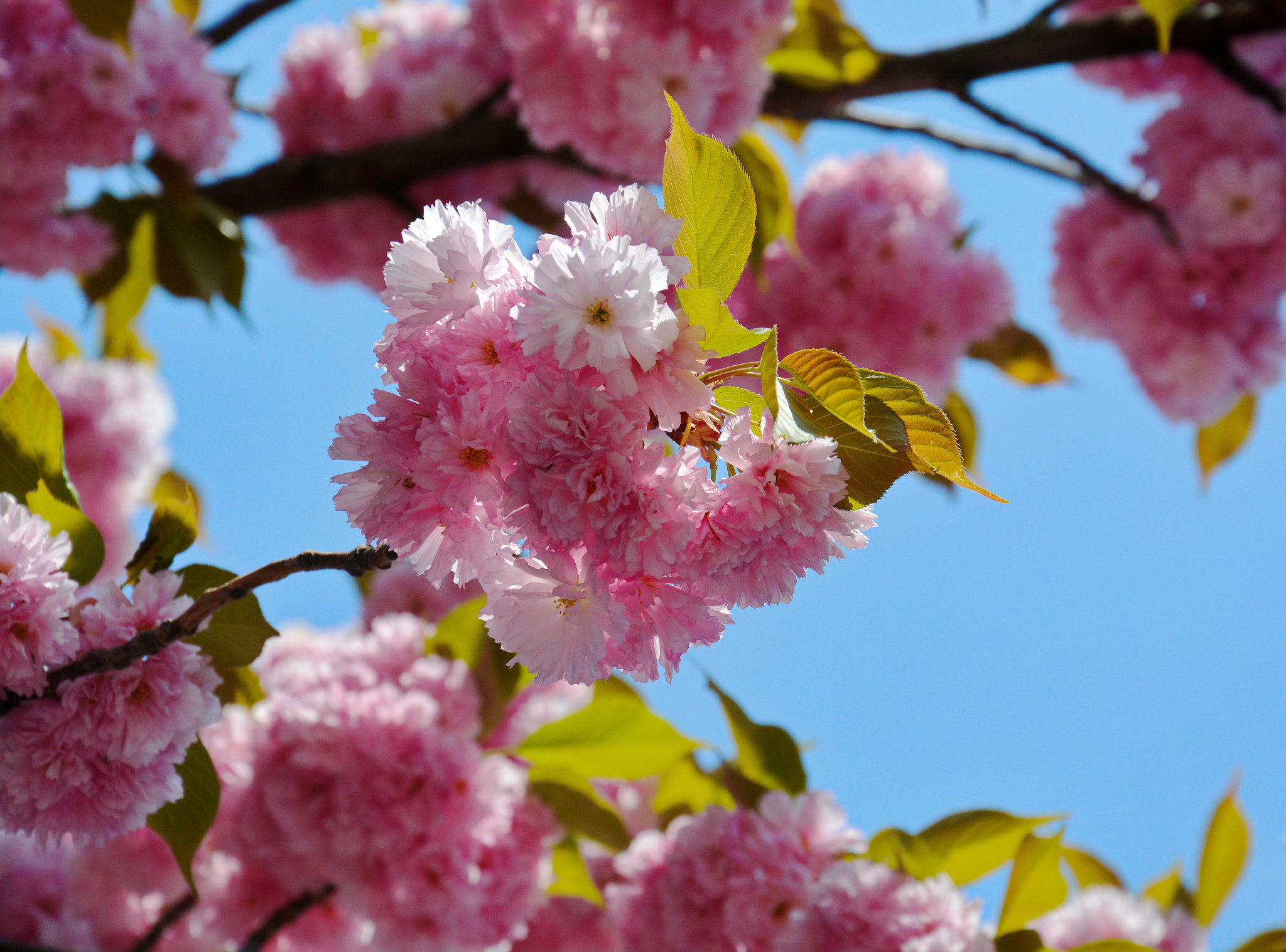 Nikon D7100 sample photo. Sakura photography
